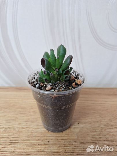 Крассула Хоббит