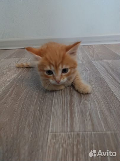 Котёнок-девочка