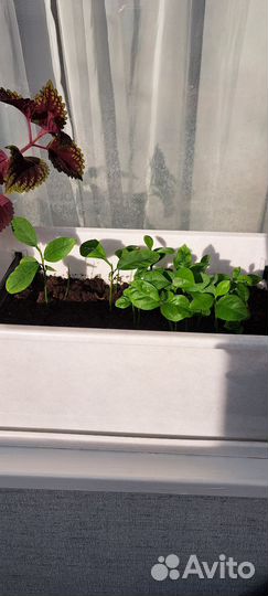 Ростки цитрусовых