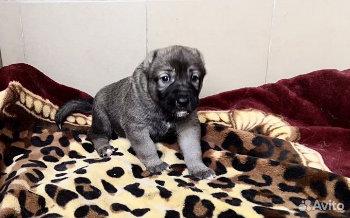 Аборигенные Гампры Эксклюзив