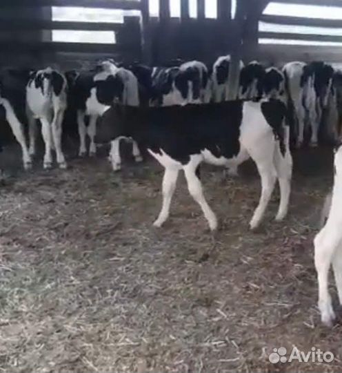 Бычки и телята