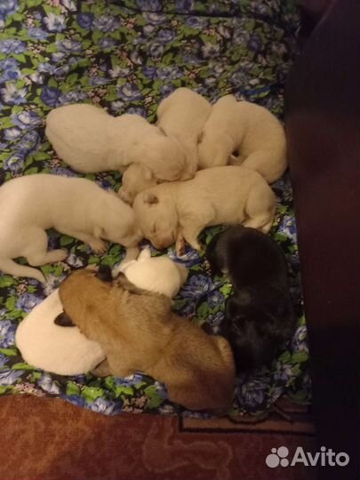 Собаки щенки