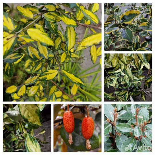 Лох вечнозеленый пестролистный и зелёный лист