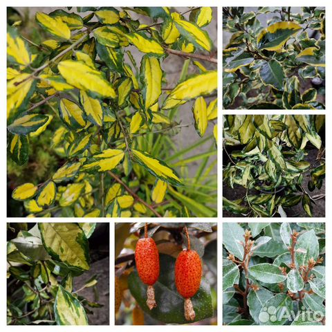 Лох вечнозеленый пестролистный и зелёный лист