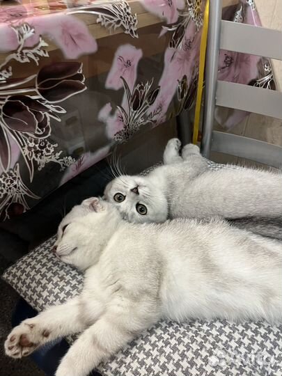Вислоухий котенок