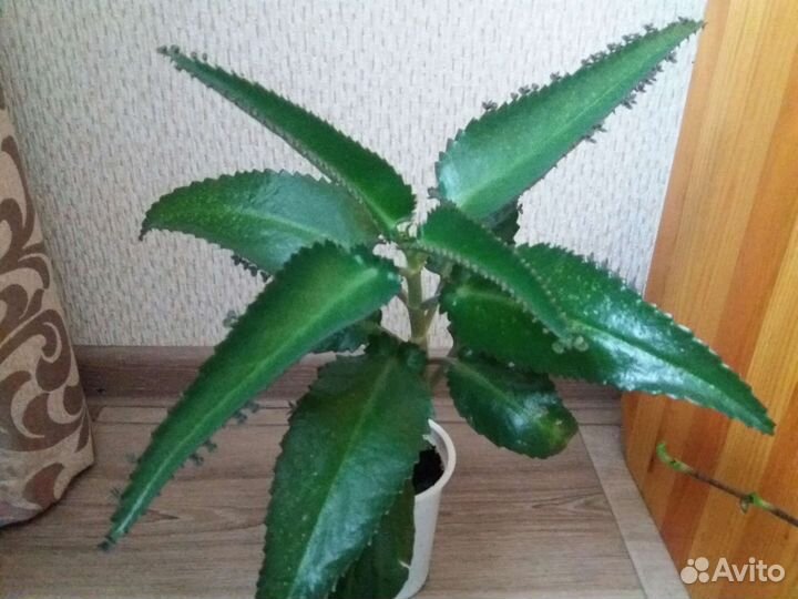 Каланхое, Золотой ус, лечебные от