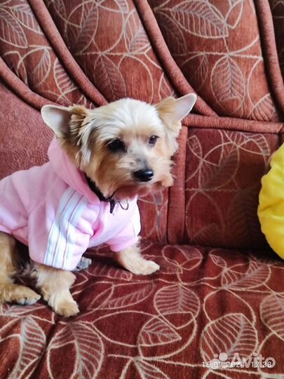 Йоркширский терьер щенки