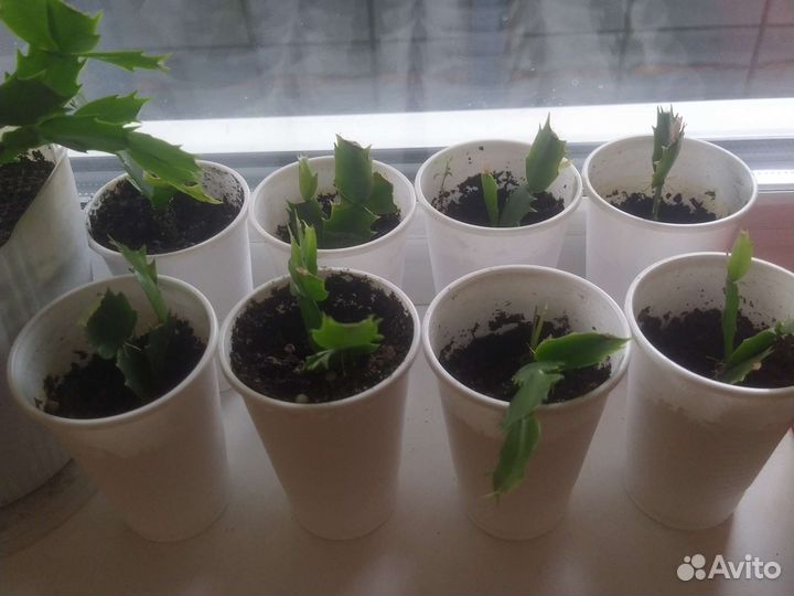 Декабристы красный сиреневый оранжевый жёлтый