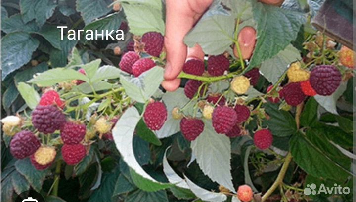 Саженцы малины