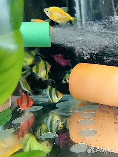 Рыбки и всё для аквариума