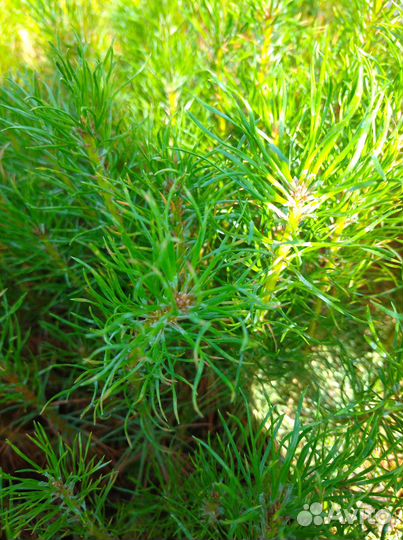 Сеянцы сосны, ель европейская