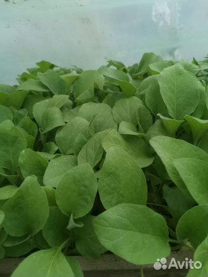 Рассада помидор, огурцов, перца,баклажан