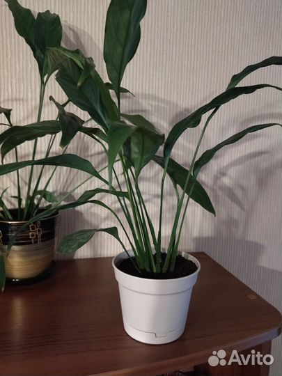 Спатифиллум