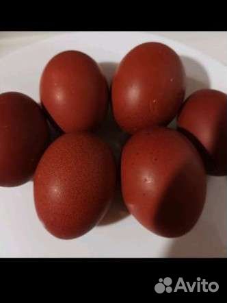 Яйцо, цыплята Маран и куры Виандот