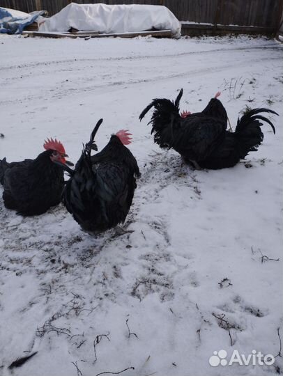 Огромные Чёрные Петухи в Большом Кол