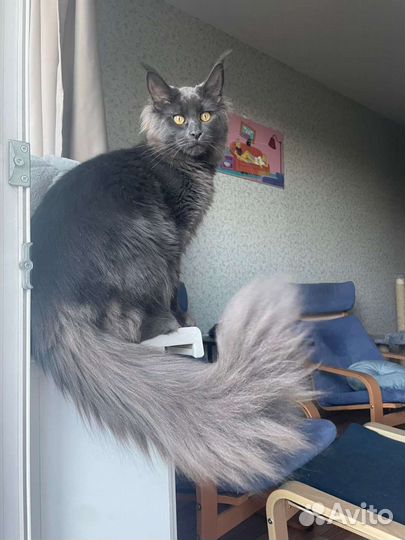 Мейн-кун вязка