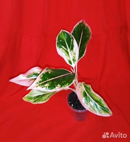 Аглаонема три сорта
