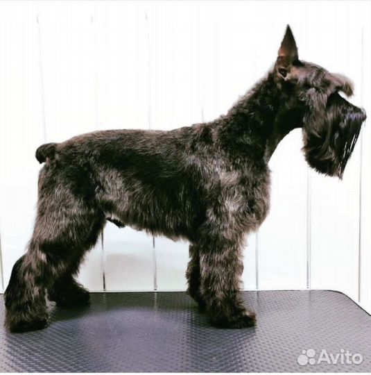 Тримминг, Экспресс линька, Вычес