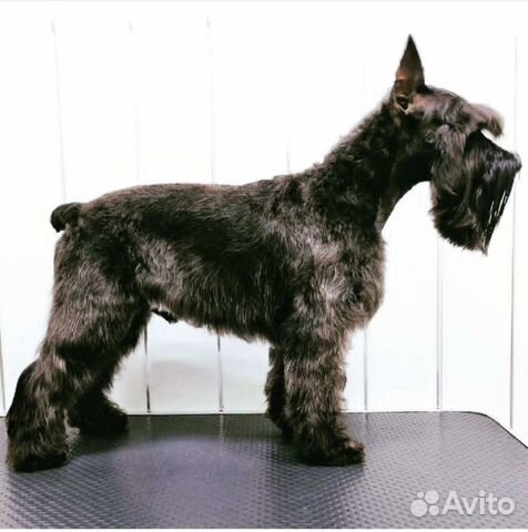 Тримминг, Экспресс линька, Вычес