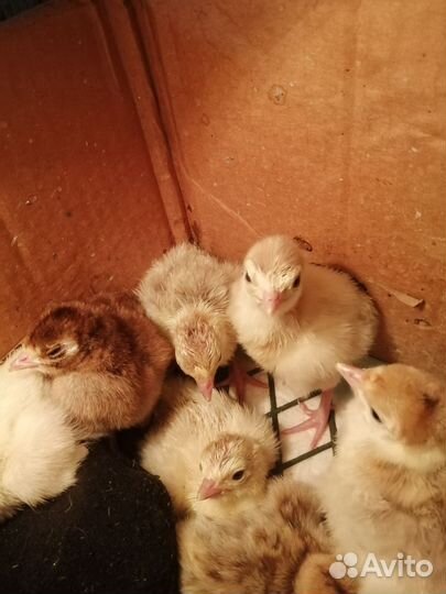 Индюшата домашние