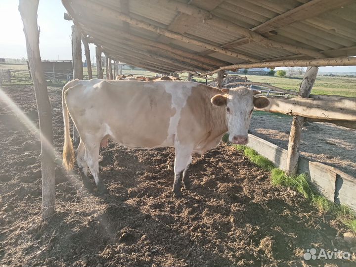 Коровы с телятами