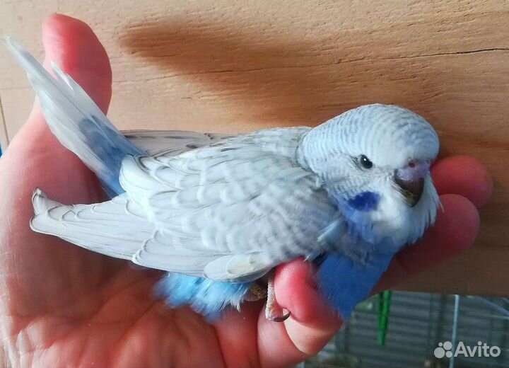 Малыши ввп(чех) разных окрасов самцы и радужные