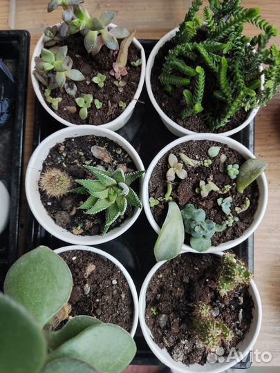 Набор растений 6 штук