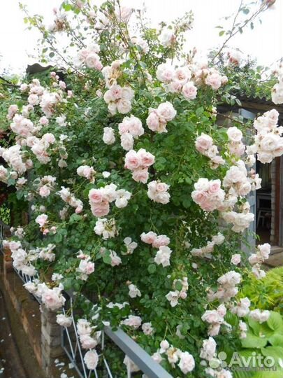 Роза плетистая Нью Даун