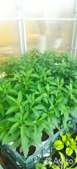 Портулак,петуния, герань и др