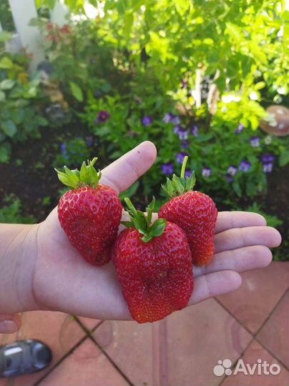 Клубника ремонтантная саженцы