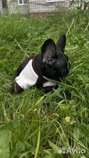 Одежда для собак