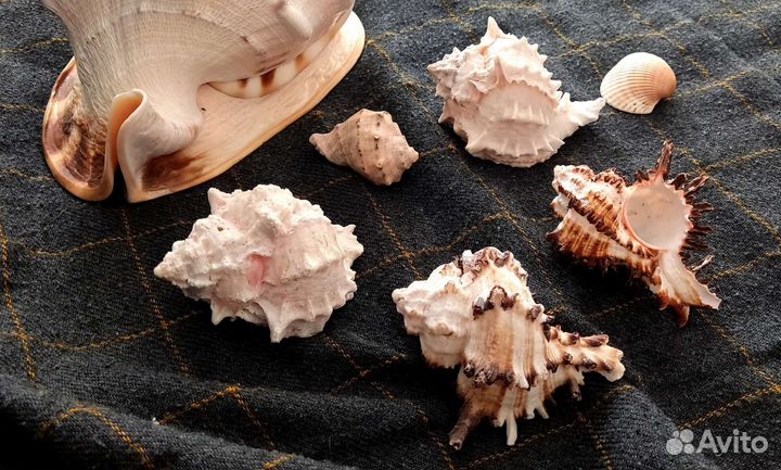 Морские ракушки натуральные Мурекс