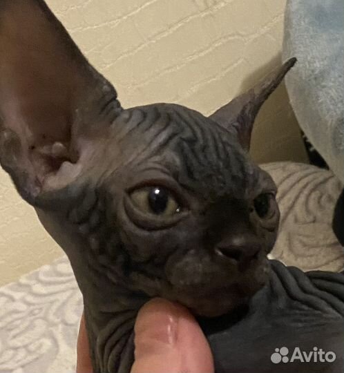 Канадский сфинкс