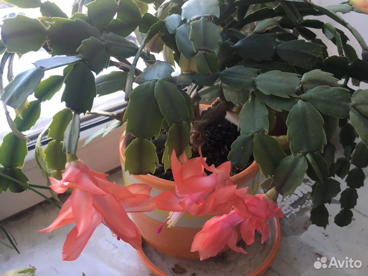 Декабрист шлюмбергера,спатифиллюм