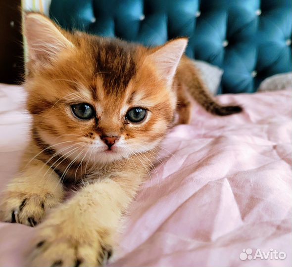 Котята британские рыжие