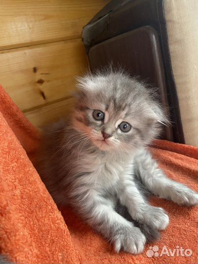 Шотландские котята