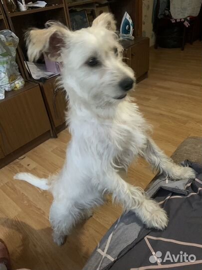 Собака в добрые руки