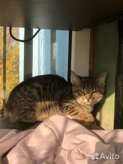 Котенок в добрые руки