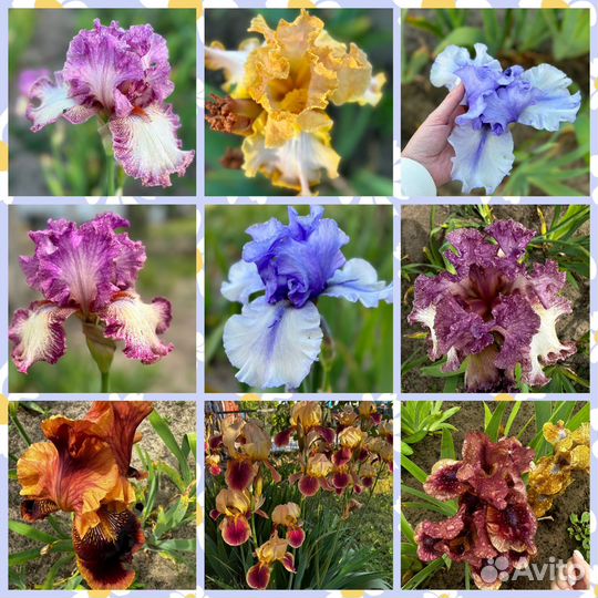 Ирисы сортовые бородатые