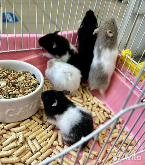 Сирийский хомяк