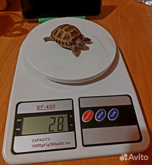 Черепаха