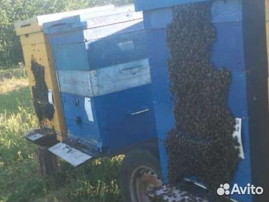 Цветочный мёд