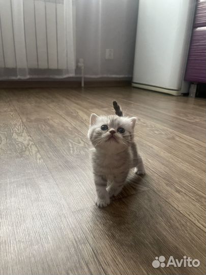 Шотландские вислоухие котята