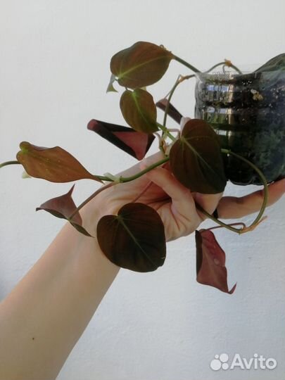 Филодендрон миканс