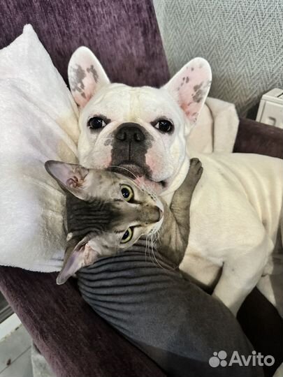 Вязка француз