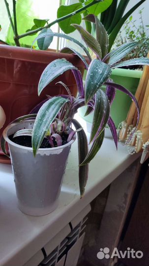 Комнатные цветы