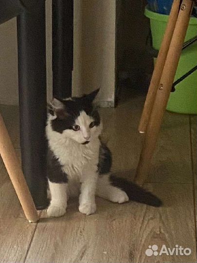 Котенок, девочка, 4 месяца в добрые руки