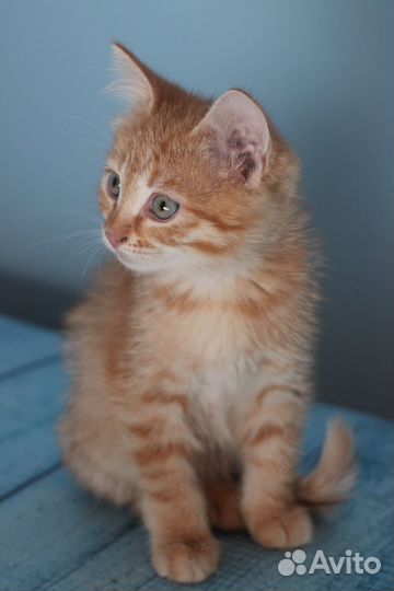 Милые котята