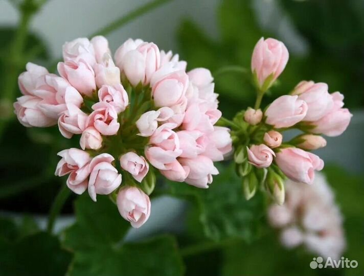 Пеларгонии сортовые