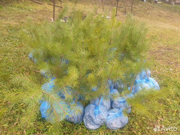 Саженцы сосны обыкновенной